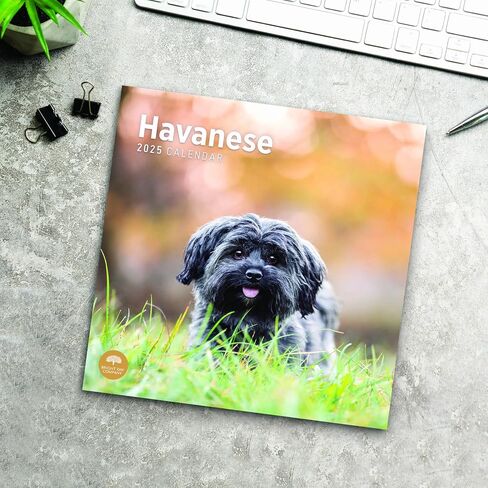 2025 Havanese Monthly Wall Calendar by Bright Day, 12 x 12 Inch Cute Dog Breed Gift in Saudi Arabia