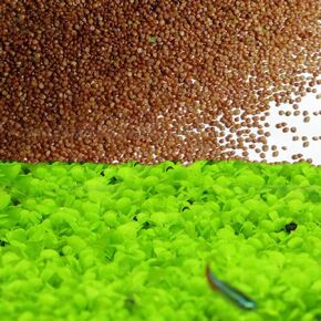 بذور نباتات عشب حوض السمك من Love Grass 10 جرام حوالي 5000+ عشب مائي لسجاد الأوراق المائية، وبذور نباتات البركة الحية، وديكور عشب الماء المائي للأسماك، وسهل نمو النباتات والحفاظ عليها