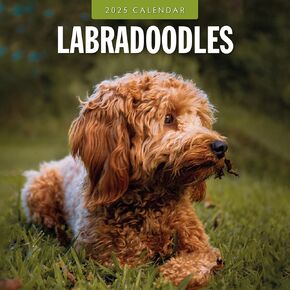 Red Robin 2025 Labradoodles Monthly Wall Calendar | 12" x 24" Open | Premium Thick & Sturdy Paper | Hangable 12 Month Calendar | Plastic Free | 4 Month Transition Page for 2024
