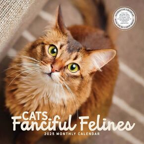 Cat Wall Calendar | Cats: Fanciful Felines 2025 Wall Calendar | 12" x 24" Interactive Fun Educational Cute Kitty Breeds Kitten | Marble City Press | Scottish Fold Savannah Cat Devon Rex