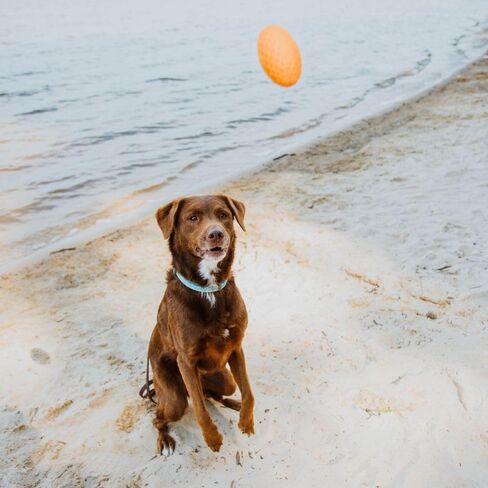 Hound2O Outdoor Dog Toys - Squeaky Football, Yellow - Tough, Engaging, Interactive Toy for All Breeds- Chew, Chase, & Fetch - Durable Non-Toxic Materials That Float - Easy to Clean for Outdoor Play in Kuwait