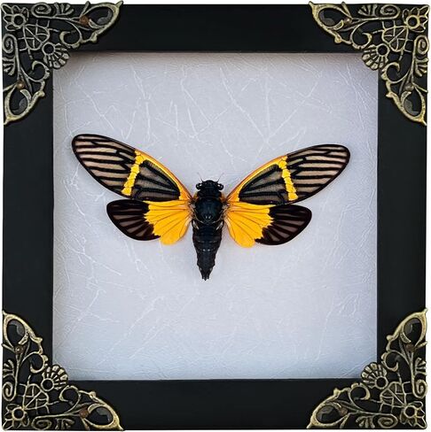 Real Framed Attacus Atlas Moth Butterfly Dead Insect Dried Bug Lover Acrylic Frame Shadow Box Taxidermy Collectables Specimen Tabletop Wall Room Art Home Decor K26-35-KINH in Saudi Arabia