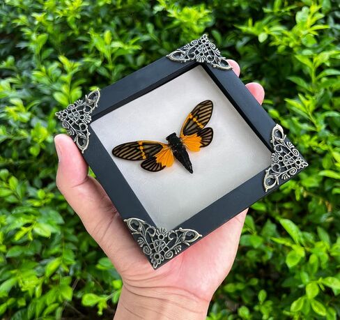 Real Framed Attacus Atlas Moth Butterfly Dead Insect Dried Bug Lover Acrylic Frame Shadow Box Taxidermy Collectables Specimen Tabletop Wall Room Art Home Decor K26-35-KINH in Saudi Arabia