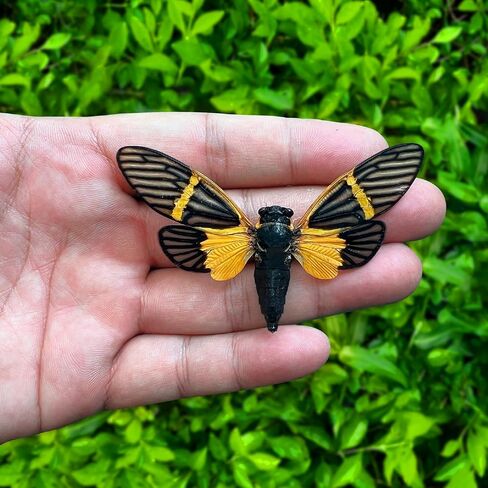 Real Framed Attacus Atlas Moth Butterfly Dead Insect Dried Bug Lover Acrylic Frame Shadow Box Taxidermy Collectables Specimen Tabletop Wall Room Art Home Decor K26-35-KINH in Saudi Arabia