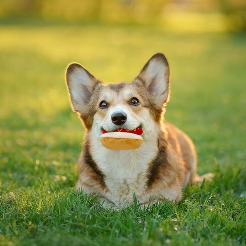 Dog Toy Squeaky Dog Toys,Interactive Dog Toys Dog Chew Toys Stuffed Dog Teething Toys for Large Medium Small Dog,Fast Food Dog Toys Squeaky Toys Dog Toys to Keep Them Busy (Hot Dog) in Kuwait