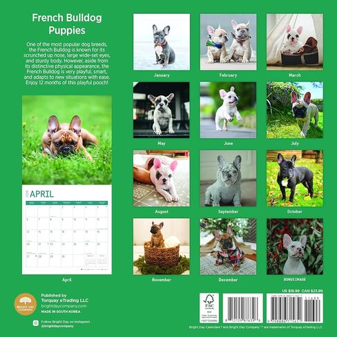 2025 French Bulldog Puppies Monthly Wall Calendar by Bright Day, 12 x 12 Inch Cute Dog Breed Gift in Saudi Arabia