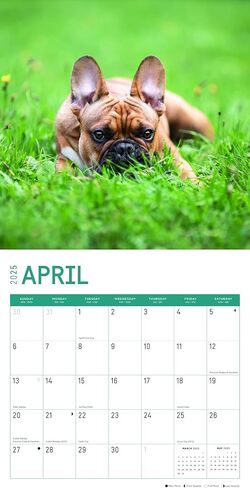 2025 French Bulldog Puppies Monthly Wall Calendar by Bright Day, 12 x 12 Inch Cute Dog Breed Gift in Saudi Arabia