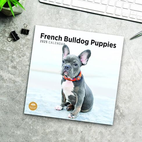 2025 French Bulldog Puppies Monthly Wall Calendar by Bright Day, 12 x 12 Inch Cute Dog Breed Gift in Saudi Arabia
