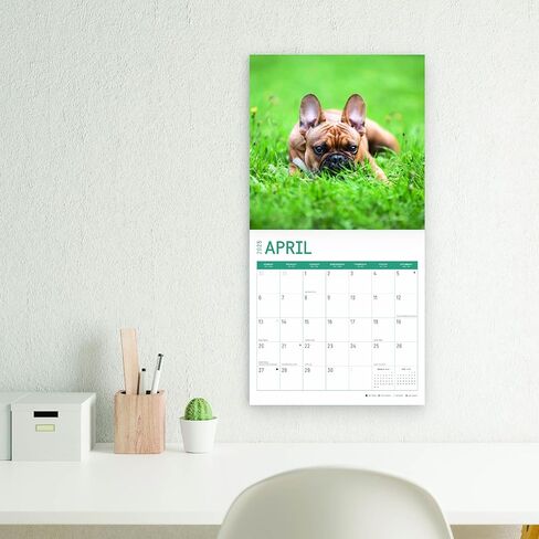 2025 French Bulldog Puppies Monthly Wall Calendar by Bright Day, 12 x 12 Inch Cute Dog Breed Gift in Saudi Arabia