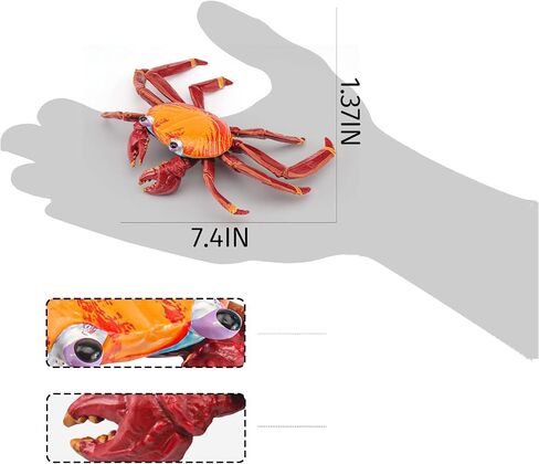 LC JoyCre Hermit Crab Toys Plastic Crab Figurine 5 Inch Sea Creatures Toys for Kids Crab Decor for Collection Realistic Sea Life Animals Figure Model in Saudi Arabia