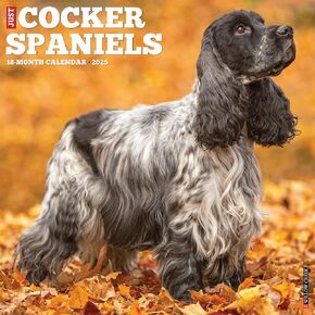 Willow Creek Press Cocker Spaniels Monthly 2025 Wall Calendar (12" x 12")