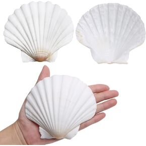 LUCKY BABY Scallop Shells for Crafts 4-5 Inches, 10pcs Large Sea Shells for Decorating, White Natural Sea Shells for Decoration