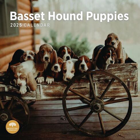 2025 Basset Hound Puppies Monthly Wall Calendar by Bright Day, 12 x 12 Inch Cute Dog Breed Gift in Saudi Arabia
