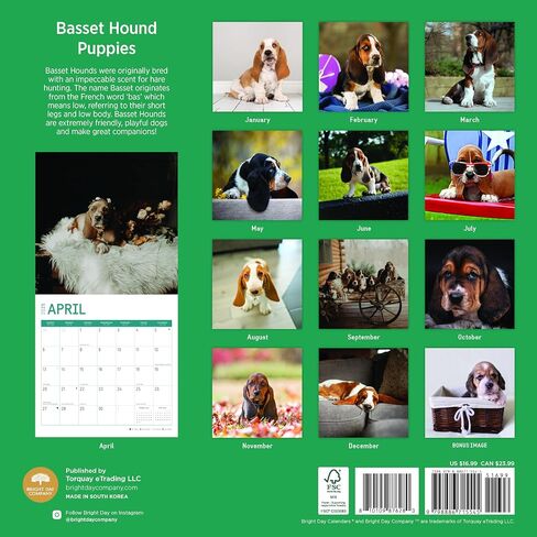 2025 Basset Hound Puppies Monthly Wall Calendar by Bright Day, 12 x 12 Inch Cute Dog Breed Gift in Saudi Arabia