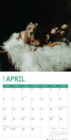 2025 Basset Hound Puppies Monthly Wall Calendar by Bright Day, 12 x 12 Inch Cute Dog Breed Gift in Saudi Arabia