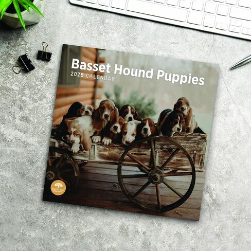 2025 Basset Hound Puppies Monthly Wall Calendar by Bright Day, 12 x 12 Inch Cute Dog Breed Gift in Saudi Arabia