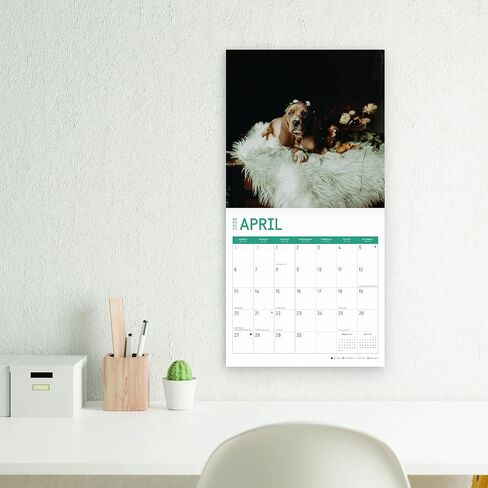 2025 Basset Hound Puppies Monthly Wall Calendar by Bright Day, 12 x 12 Inch Cute Dog Breed Gift in Saudi Arabia