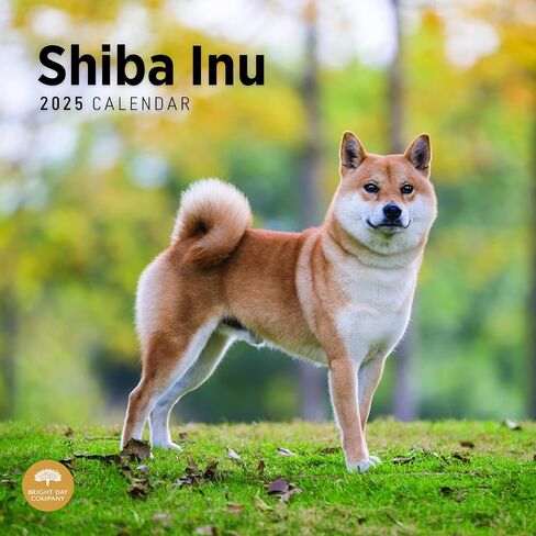 2025 Shiba Inu Monthly Wall Calendar by Bright Day, 12 x 12 Inch Cute Dog Breed Gift in Saudi Arabia