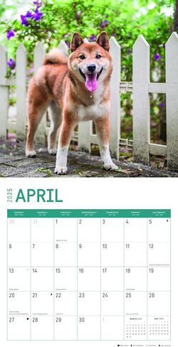 2025 Shiba Inu Monthly Wall Calendar by Bright Day, 12 x 12 Inch Cute Dog Breed Gift in Saudi Arabia