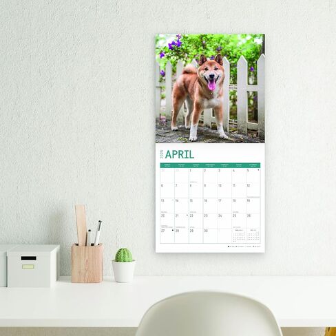 2025 Shiba Inu Monthly Wall Calendar by Bright Day, 12 x 12 Inch Cute Dog Breed Gift in Saudi Arabia