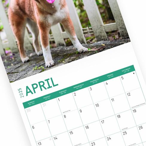 2025 Shiba Inu Monthly Wall Calendar by Bright Day, 12 x 12 Inch Cute Dog Breed Gift in Saudi Arabia