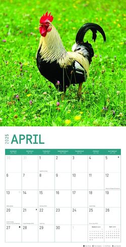 2025 Roosters Monthly Wall Calendar by Bright Day, 12 x 12 Inch Cute Nature Photography Gift in Saudi Arabia