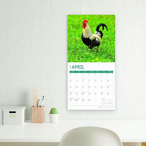 2025 Roosters Monthly Wall Calendar by Bright Day, 12 x 12 Inch Cute Nature Photography Gift in Saudi Arabia