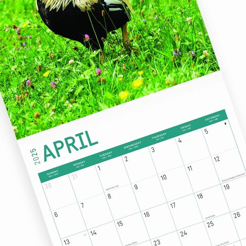 2025 Roosters Monthly Wall Calendar by Bright Day, 12 x 12 Inch Cute Nature Photography Gift in Saudi Arabia
