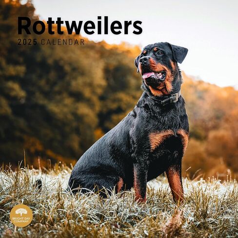 2025 Rottweilers Monthly Wall Calendar by Bright Day, 12 x 12 Inch Cute Dog Breed Gift in Saudi Arabia
