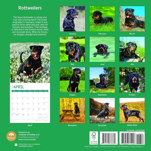2025 Rottweilers Monthly Wall Calendar by Bright Day, 12 x 12 Inch Cute Dog Breed Gift in Saudi Arabia