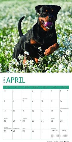 2025 Rottweilers Monthly Wall Calendar by Bright Day, 12 x 12 Inch Cute Dog Breed Gift in Saudi Arabia