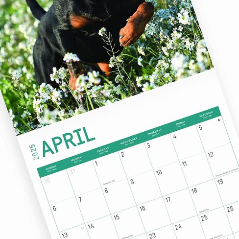 2025 Rottweilers Monthly Wall Calendar by Bright Day, 12 x 12 Inch Cute Dog Breed Gift in Saudi Arabia