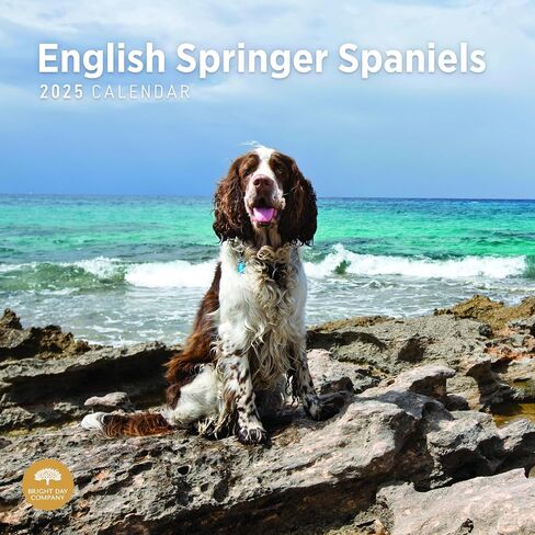 2025 English Springer Spaniels تقويم حائط شهري من Bright Day، هدية لطيفة لسلالة الكلاب مقاس 12 × 12 بوصة in Saudi Arabia