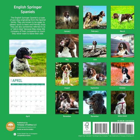 2025 English Springer Spaniels تقويم حائط شهري من Bright Day، هدية لطيفة لسلالة الكلاب مقاس 12 × 12 بوصة in Saudi Arabia