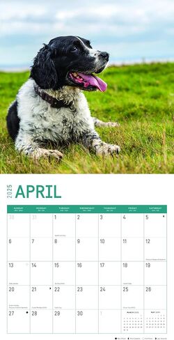 2025 English Springer Spaniels تقويم حائط شهري من Bright Day، هدية لطيفة لسلالة الكلاب مقاس 12 × 12 بوصة in Saudi Arabia