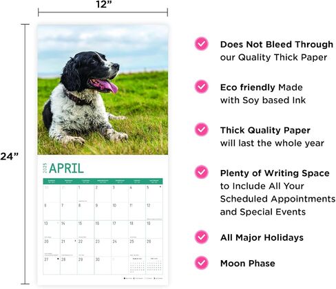 2025 English Springer Spaniels تقويم حائط شهري من Bright Day، هدية لطيفة لسلالة الكلاب مقاس 12 × 12 بوصة in Saudi Arabia