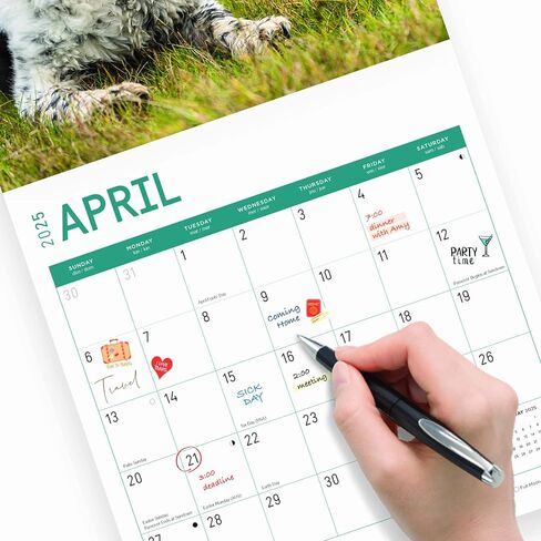 2025 English Springer Spaniels تقويم حائط شهري من Bright Day، هدية لطيفة لسلالة الكلاب مقاس 12 × 12 بوصة in Saudi Arabia