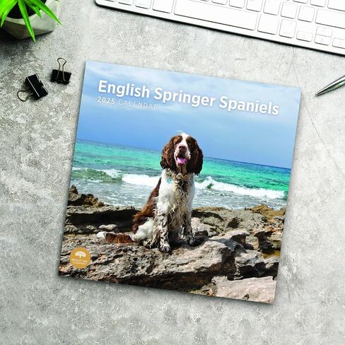 2025 English Springer Spaniels تقويم حائط شهري من Bright Day، هدية لطيفة لسلالة الكلاب مقاس 12 × 12 بوصة in Saudi Arabia