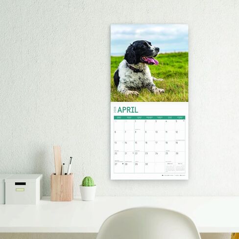 2025 English Springer Spaniels تقويم حائط شهري من Bright Day، هدية لطيفة لسلالة الكلاب مقاس 12 × 12 بوصة in Saudi Arabia