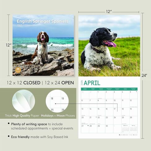2025 English Springer Spaniels تقويم حائط شهري من Bright Day، هدية لطيفة لسلالة الكلاب مقاس 12 × 12 بوصة in Saudi Arabia