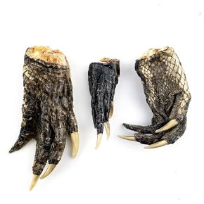 Heyiwell 3PC Real Alligator Claw Paw,Alligator Foot & Genuine Gator Feet 2"~4" Inch