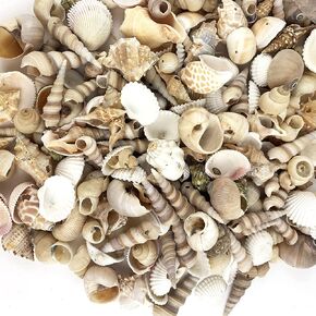 Heyiwell 200Grams Small Drilled Mix Seashells,Tiny Sea Shell with Holes for DIY Crafts Windchimes Shellcraft Home Decor Approx 70PC Shells 1.5" Inch