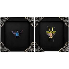 Real Brown Moth Butterfly Frame Insect Lover Black Frame Shadow Box Taxidermy Specimen Room Decor Wall Hanging Tabletop Home Art K26-35-DE