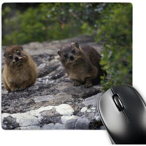 3dRose LLC 8 x 8 x 0.25 Inches Mouse Pad, South Africa, Cape of Good Hope. Rock Hyrax Wildlife-As42 Pso0008 - Paul Souders (mp_76242_1)