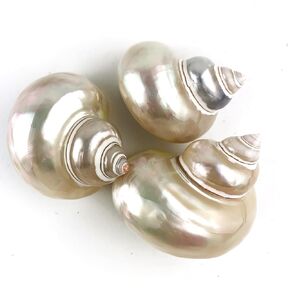 Worlds 3PC Large Hermit Crab Seashells Turbo Shells, Pearled Turbo Petholatus Seashells 2"~ 2-1/2" Inch