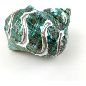 Heyiwell Spiral Carved Large Jade Turbo Shells & Hermit Crab Sea Shells,Turbo Shells 3.5"~4" Inch