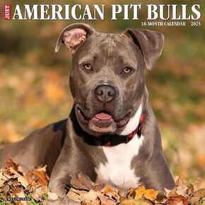 Willow Creek Press American Pit Bull Terriers Monthly 2025 Wall Calendar (12" x 12")