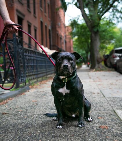 BlazingPaws® Elegania 6 Ft Premium Leather Dog Leash for Large Dogs, Luxury Braided Show Leash, Top Grain Leather Lead (Red/Black, 6 Ft) in Kuwait
