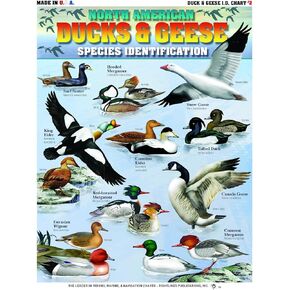 Ducks & Geese Identification #2 (North American Ducks & Geese) - Waterproof Quick Reference Guide | Portable & Built to Last | Double-Sided & Easy to Read | Includes Male/Female Color Patterning
