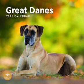 2025 Great Danes Monthly Wall Calendar by Bright Day, 12 x 12 Inch Cute Dog Breed Gift